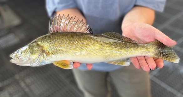 Walleye have spread throughout the Columbia River basin following an unauthorized introduction to Lake Roosevelt in the mid-20th century. (Idaho Fish & Game photo)