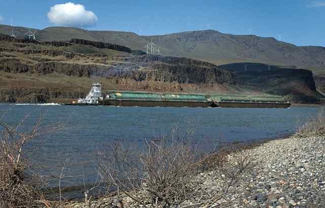 A tugboat pushes wheat barges up the Columbia River with wind turbines above the river bank.