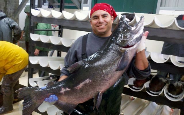 A big Fall Chinook is handled in the Nez Perce Tribe hatchery.
