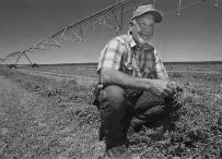 Idaho farmer Mike Larson kneels next to a crop of
alfalfa just after cutting at his farm near Hagerman.  Larson is used to getting as many as four cuttings of alfalfa per season, but will
only be harvesting one cutting this year since Idaho Power is buying the normal amount of power he uses to pump water to his crops to save on electricity usage. The buyback program is being utilized by many of southern Idaho's larger growers.