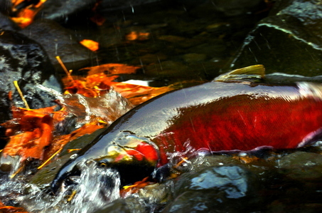 A spawning salmon at Eagle Creek.