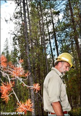 (Joe Jaszewski photo) U.S. Forest Service Forester Alan Young stands in an area of the Sawtooth National Forest that has been attacked by mountain pine beetles. 