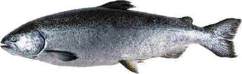 An adult Chinook salmon.