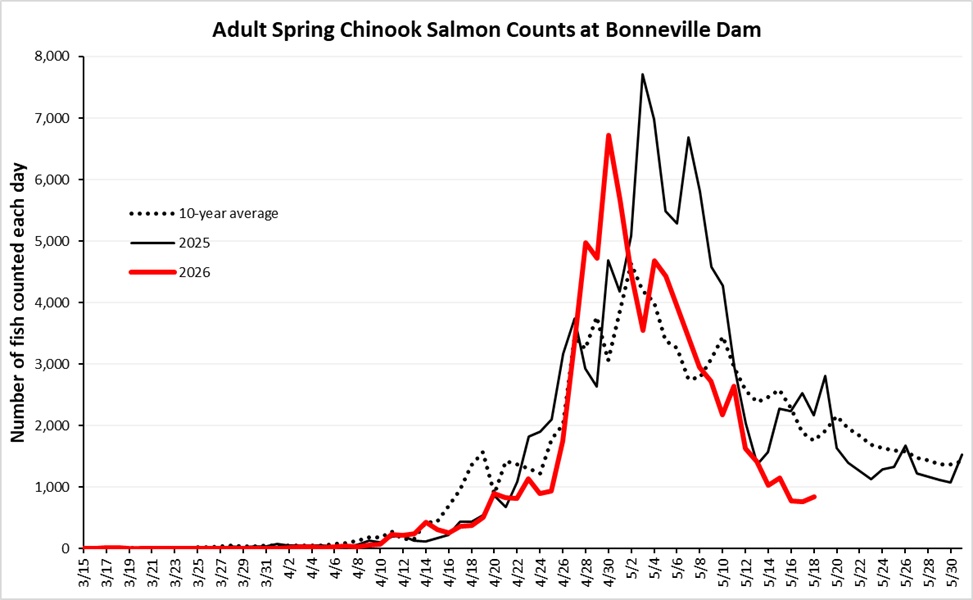 Graphic: Adult Spring Chinook Salmon counts at Bonneville Dam, 3/15 to 5/18 of 2026.