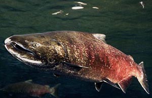 Fourteen Pacific Northwest populations of salmon and steelhead, like this chinook salmon, are listed as threatened (Photo courtesy Pacific Northwest National Laboratory)