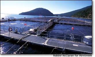 (Robbie McLaren) The Cypress Island Salmon Farm pens border the Washington coast