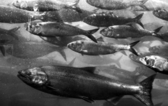 Salmon migration