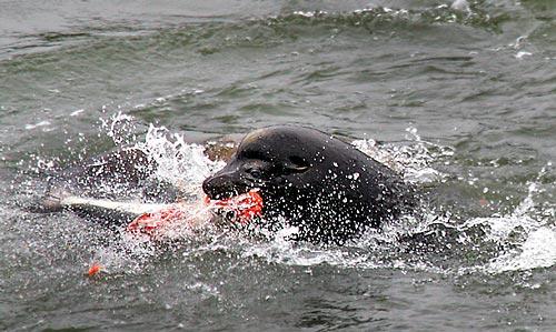 sea lion in hindi