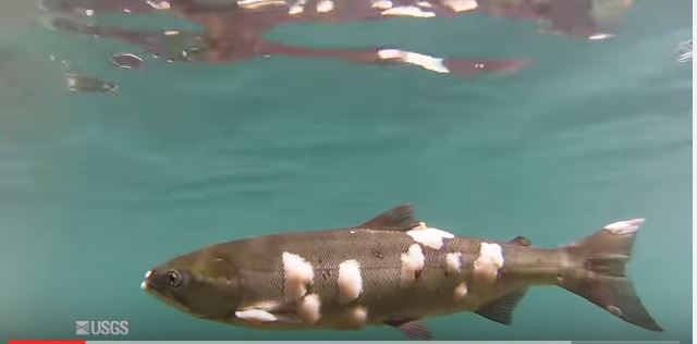This sockeye is one of many that strayed into Drano Lake, a backwater of the Columbia River east of Stevenson, Washington, probably in search of cooler water. The white patches, possibly a type of fungus, are caused by exposure to warm water. United States Geological Survey photo and video.
