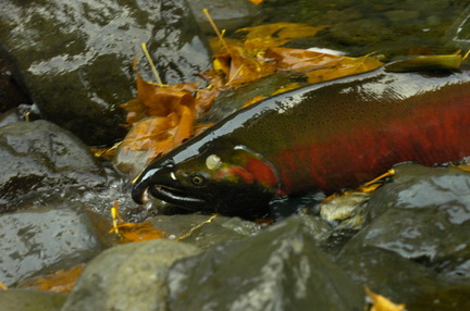 What does the future hold for West Coast salmon as the population continues to grow? (Oregonian photo)