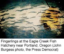 Fingerlings at the Eagle Creek Fish Hatchery near Portland, Oregon (John Burgess, Press Democrat)