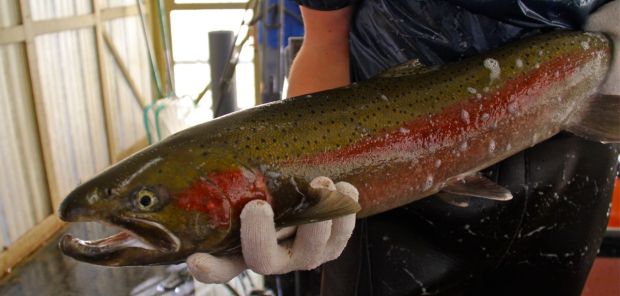 A hatchery steelhead soon meets its end in the hatchery from which it came.