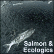 Salmon and ecologic related articles