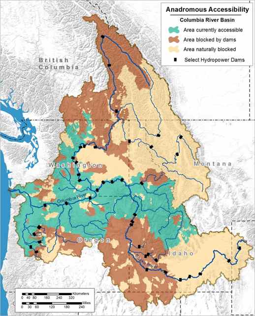 Map: Areas blocked to anadromous fish in the Columbia River Basin. Streams blocked by dams or other barriers leads to lower population abundance of migratory fishes. Source: Pacific States Marine Fisheries Commission. Source details: NOAA TRT Salmon Population Boundaries.