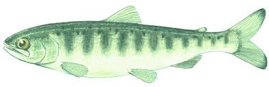 Drawing of a juvenile chinook.