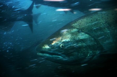 (Torsten Kjellstrand/The Oregonian) After maturing in the Pacific Ocean, a salmon heads up the Columbia River to spawn, then die.