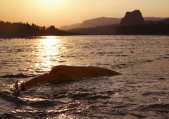 An adult salmon migrates up from the sunset