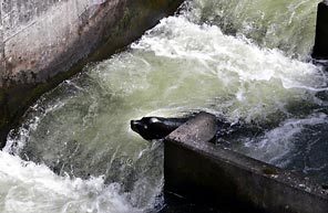 (Rick Bowmer/AP) Sea lion C404 is seen in the fish ladder at Bonneville Dam in March of 2006.