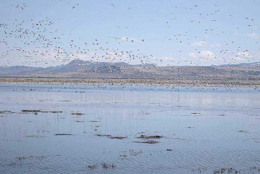 Migrating birds stop over at a flooded field on Joe Villagrana's ranch in Lake County, Ore.  Several projects are in the works around the West to restore flood irrigation to benefit waterfowl and wildlife and replenish groundwater levels.