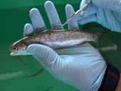 A scientist with the Pacific Ocean Shelf Tracking project checks the growth a steelhead trout, a member of the salmonid family. (POST photo)