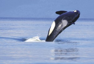 Orca breaching