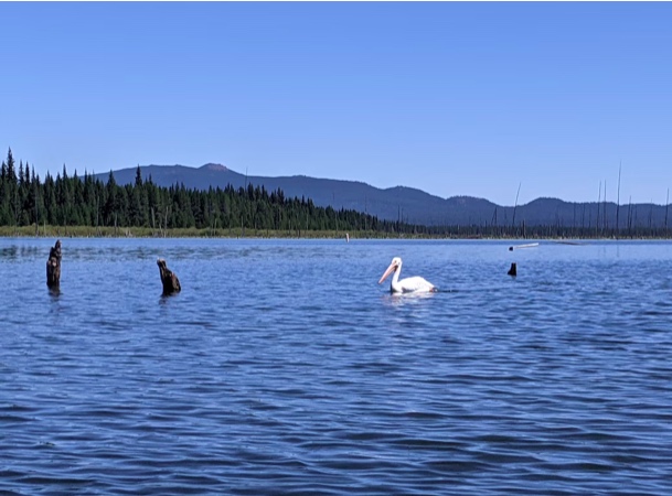 In Central Oregon, a white pelican swims the water of Crane Prairie in 2021. (Rosemarie Stein photo)