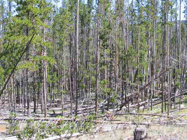 Lodgepole pine killed by mountain pine beetle in the vicinity of Redfish Lake, Idaho