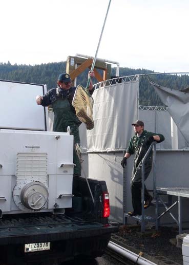 Steelhead are transferred to reconditioning tanks. (USFWS photo).