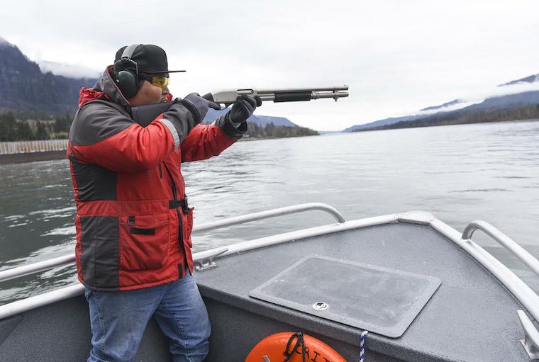 Ted Walsey, fishery technician for Columbia River Inner Tribal Fish Commission, fires a cracker shell towards a sea lion, during routine hazing on the Columbia River near the Bonneville Dam (Ariane Kunze / Columbian)
