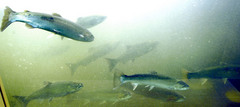 (AP Photo) Steelhead and salmon make their way up the Snake River through the viewing window at Lower Granite Dam.