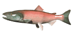 salmon animation