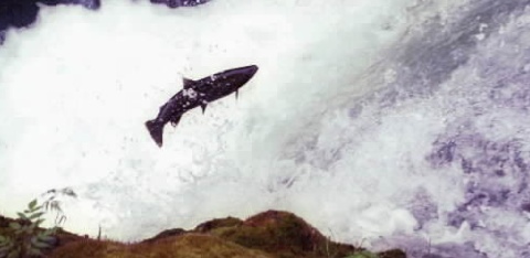 Chinook Salmon