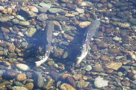 Not much would change for dam operations on the Columbia River under the federal government's new draft plan for protecting endangered salmon and steelhead.
