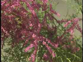 The purplish flower of salt cedar tree.
