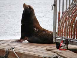 A scapegoated sea lion next to the killing machine on the Columbia River. Photo: Ninette Jones, Sea Lion Defense Brigade