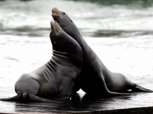 A pair of California Sea Lions (Don Emmert photo)