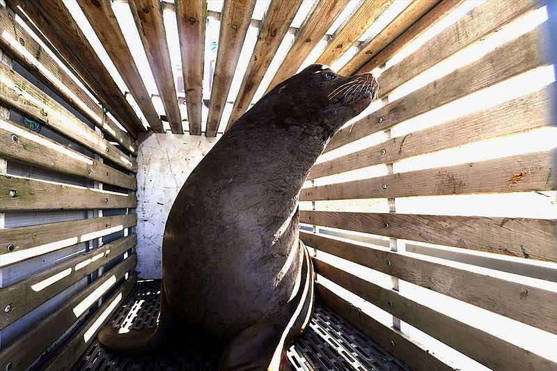 A California sea lion waits to be released into the Pacific Ocean in Newport. Two species of fish listed as threatened under the Endangered Species Act are facing a growing challenge in Oregon from hungry sea lions. The federally protected California sea lions are traveling into the Columbia River and its tributaries to snack on fragile fish populations. After a decade of killing the hungriest sea lions in one area, wildlife officials now want to expand the program. (Don Ryan, AP photo)
