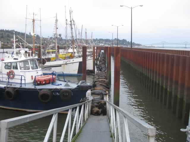 One of the docks in Astoria. A record 1,420 CSL were counted in the East Mooring Basin on March 31! (Photo by Matt Tennis).