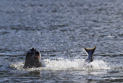 (Thomas Boyd) California sea lions have found plentiful salmon -- and easy to catch -- at the foot of the Bonneville Dam. A lethal injection program seems to have made little difference.