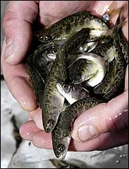 (Jeff T. Green) Some 2.3 million fingerling chinook salmon are raised at the Lyons Ferry Fish Hatchery on the Snake River near Starbuck, Wash., each year, and are released into the waterways.