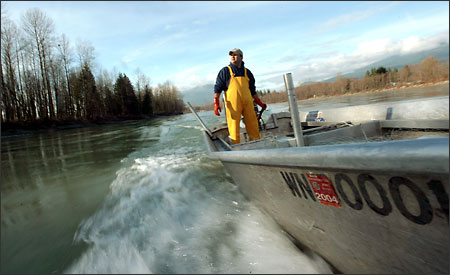 (Grant M. Haller) Scott Schuyler, a member of the Upper Skagit Tribe, turns to look at eagles as he heads up the Skagit River to catch steelhead for a powwow.