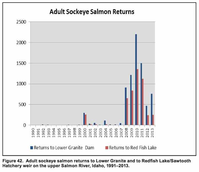 Graphic: Adult sockeye salmon returns to Lower Granite Dam and to Redfish Lake weir on the upper Salmon River, Idaho, 1991-2013.