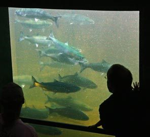 (Mark Harrison) Sockeye salmon pass through the Ballard Locks on their way to Lake Washington, and eventually Cedar River to spawn in the same area where they were born.