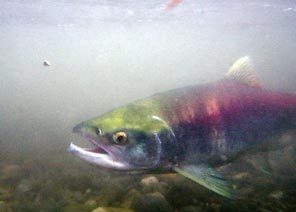 (Steve Ringman / Seattle Times photo) Sockeye salmon are heading up the Columbia River in numbers not seen in decades.