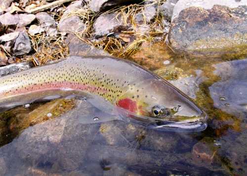 Steelhead swim up to 900 miles from the ocean to the headwaters.