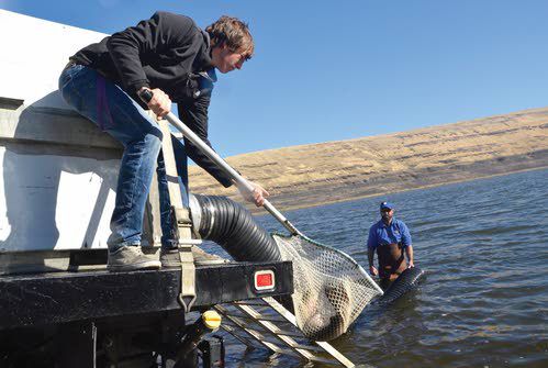 Lewiston High School senior Sean Schumacher lifts one of about 100 wild B-run steelhead released into the Snake River below Lower Granite Dam on Tuesday. The effort is part of a project involving the Nez Perce Tribe, Columbia River Inter-tribal Fish Commission and the University of Idaho to recondition female steelhead so they can spawn a second time. Schumacher is doing his senior project on steelhead.