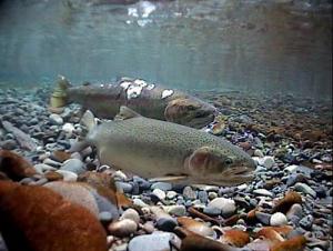 Steelhead trout return to spawn. (Credit: John McMillan)
