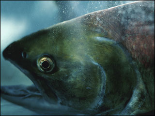 Eye to eye with a Sockeye Salmon