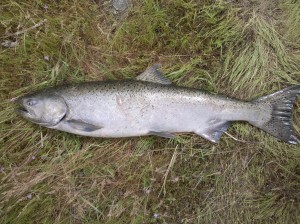 A Spring Chinook lies dead on the grass.